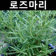 로즈마리 5치포트 1개/야생화/허브