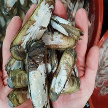 순천 별량 산지직송 맛조개500g 15-20개내외, 맛조개 500g