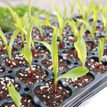 모종판 2장 - 모종 트레이 텃밭화분 모종판받침대, 32구-2장