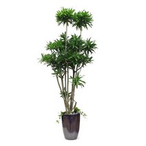 자마이카61호 관엽식물 실내화초 축하화분 실내식물, 물받침대