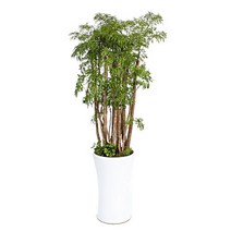 플라워리퍼블릭 폴리셔스3 관엽식물 실내화초 축하화분 거실화분