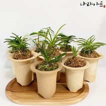 풍란 동양란 모음/난/풍란/화분/난화분/공기정화식물/나라아트, 05.소엽란(특대품)