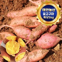 태안 산지직송 안면도 꿀고구마 5kg (특상/100g-290g), 1박스