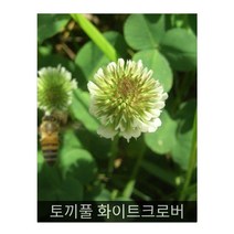 토끼풀 화이트크로버 100g/야생화씨앗/아파트화단