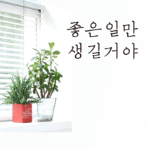 더굿데이 감성문구B100시리즈 매장 홈데코 벽면 꾸미기 데코 글자컷팅 스티커, 6좋은일만생길거야(블랙)