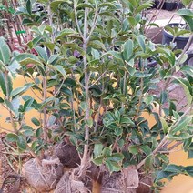 은목서나무 묘목 분달이 키60cm, 1개