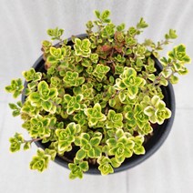 골드씨드 골드레몬타임 모종 초록레몬타임 레몬타임 허브식물 향이 좋은 허브 식물 허브 모종