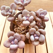 아메치스 키우기 쉬운 다육식물 화분포함130랜덤발송, 단품, 1개