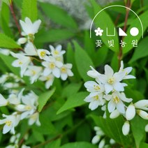 말발도리 흰색꽃 3치포트 여름꽃 모종, 1개