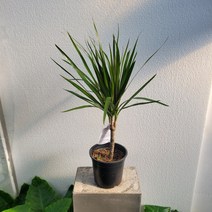 실내공기정화식물 그린 마지나타 그린 중품 40-70cm 119