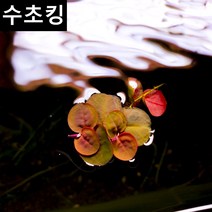 수초킹 키우기 쉬운 초보수초 필란터스 플루이탄스, (특가) 15뿌리