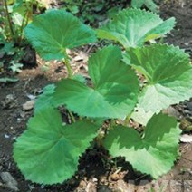 국산 봄 가을 산나물 곰취 씨앗 품종 나물 종자 150g 산나물씨앗 42608EA, 본상품선택
