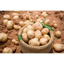 국내산 수미감자 제철 햇감자 0.5kg 1kg 1.5kg 2kg 3kg 5kg 10kg, 소, 감자0.5kg, 1개