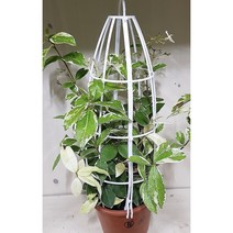 넝쿨식물 넝쿨망 유인망 식물지지대 화분지지대, 대(55cm), 3개