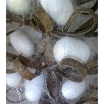 세탁볼 건조기양모볼 천연농가 완전번데기 건조 뽕나무누에고치 약용 누에고치 실 뽑기 약, 06 단궁 250마리 누에고치 완전 건조