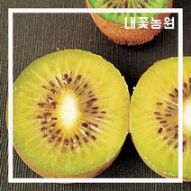 골드키위 키 150cm (분)