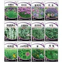 오레가노 유칼립투스 라벤다 오레가노 라벤다 로즈마리 페퍼민트 보리지 허브씨앗 타임 바질 카모마일 차이브 딜 레몬밤 세이지 히솝 소렐 유칼립투스 키우기 심기 재배 정원가꾸기, 바질 80립