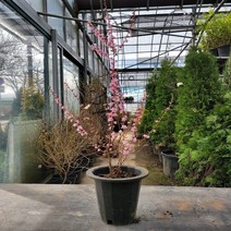 [좋은원예] 이스라지(산앵두) 개화주 7치 화분, 1개