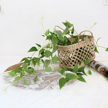 달리베리 내츄럴 클레마티스 잎바인 조화
