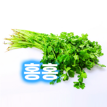 홍홍 중국식품 싱싱한 당일수확 고수 샹차이, 1팩, 1kg