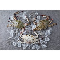 제철 알배기 활 꽃게 암꽃게 1KG 산지직송 연평도 국산, 봄의여왕 활 암꽃게 1KG(3-5미), 1개