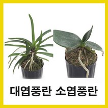난 대엽풍란 소엽풍란 청옥환 석곡 대명환 디네마 로즈마리 금송 진주선 홍매화 아악무 공기정화식물, 4.석곡(무지), 개