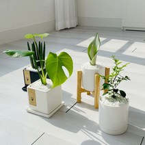 cocooning 키우기 쉬운 실내 초보자 공기 정화 청정 식물, 원형화이트, 뱅갈고무나무