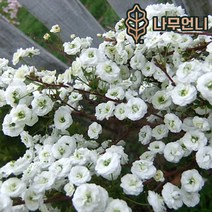 조팝나무 나무언니, 장미조팝7치화분