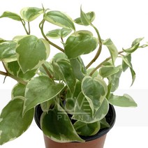 큐피트페페-페페로미아스칸데스/덩굴식물/실내원예