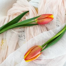 솜리플라워 튤립 생화 5송이 지금 제철 3월 봄꽃, 튤립_랜덤색상5송이