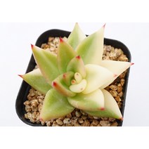 [도감마리아금 0613] 홈가드닝 분재 선인장 키우기쉬운 아프리카 다육이 공기정화 특이한 귀여운 예쁜 희귀한 인테리어 생일 소형 작은 개업선물 리톱스 코노피튬 식물