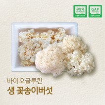 친환경 GAP인증 국내산 생꽃송이버섯 최상급, 1박스, 1kg