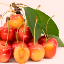 체리나무 묘목 (나폴레옹 체리) 대과종 / 일반접목1년생 2주묶음 FT72