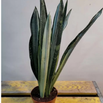 실버산세베리아(수입식물) 색상 아이상태 좋아요