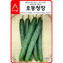 (아시아종묘/오이씨앗종자) 호동청장 오이(50립)