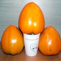 감나무 나무 묘목 야오끼 왕대봉 접목1년 뿌리묘 1개