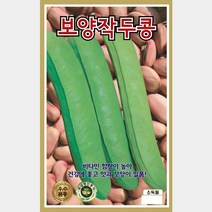 비만에 좋은 콩씨앗 모음 스파클완두 강낭콩 동부콩 땅콩 서리태콩 왜성적피 강낭콩 작두콩 적색덩굴강낭콩(적강낭콩) 제비호랑이강낭콩 콩 팥 호랑이강낭콩 흰강낭콩, 10. 작두콩 보양작두콩  10립
