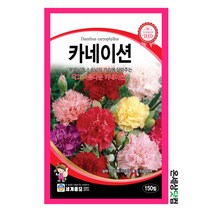 카네이션 150립 / 꽃씨 화단 꽃밭 정원 카네이션씨앗 카네이션씨