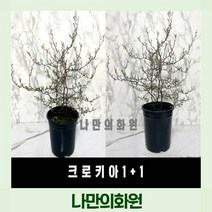 [나만의화원] 크로키아 1+1 크로키아실버 마오리코로키아 추위에강한식물