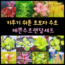[수초스토어] 예쁜 검역 수초 구피 어항 랜덤 세트 / 쉬운 새우 치어 은신처 전경 중경 후경 초보 포트수초 음성, 2. 랜덤수초 8종