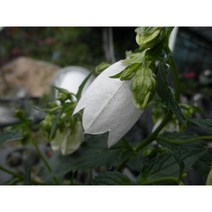 야생화(백화초롱)-토종 10센티포트-산내들농장