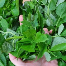 방아잎 100g 300g 500g 싱싱하고 향이 진한 방아, 02. 방아잎 300g