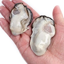 통수산 최상급 통영생굴, 생굴1kg