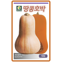 땅콩호박씨앗 10립 채소종자 채소밭 텃밭작물 주말농장