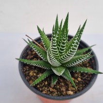 십이지권(하월시아/선인장)