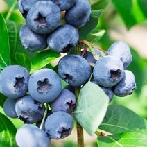 블루베리 결실주 / 코빌 (Coville) 아파트 베란다용 또는 온실용 / 안토시아닌 듬뿍 FT329, 1개