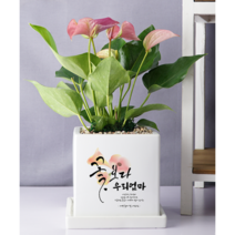 엄마 아빠 부모님 생신 생일선물화분 꽃보다 우리엄마 40대 50대 60대 어머니 아버지 할머니, 스투키