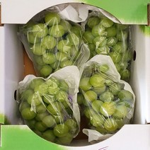 샤인머스켓 고당도, 가정용 샤인 2kg(5~6수)