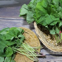 이베따 남해보물섬 머위 4kg(소/중), 단품없음