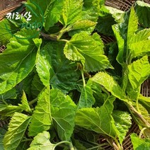지리산 뽕잎순 산뽕잎 생뽕잎 자연산 뽕잎, 1봉지, 300g